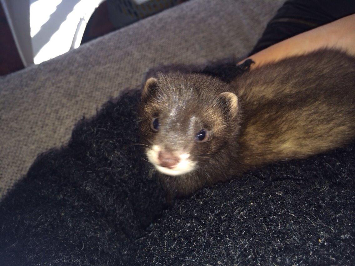 Ilder Lyon Ferretry's Europae Ictis billede 1