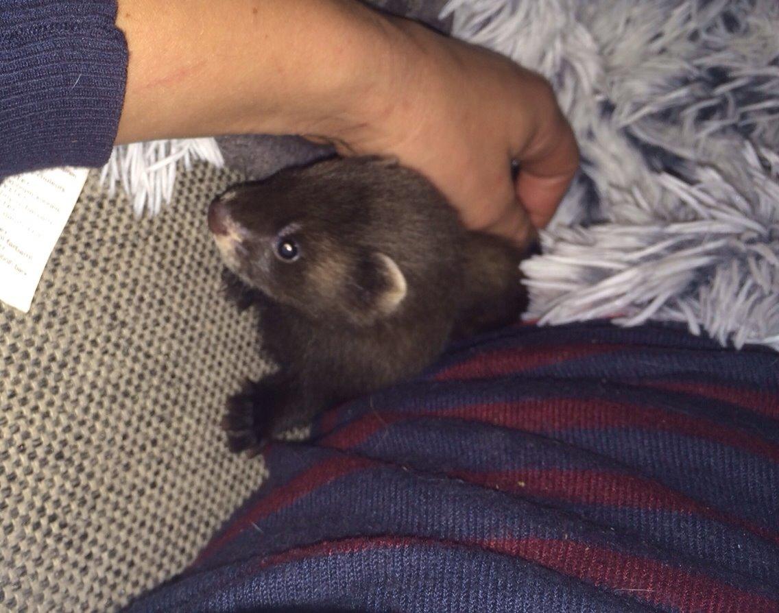 Ilder Lyon Ferretry's Europae Ictis billede 3