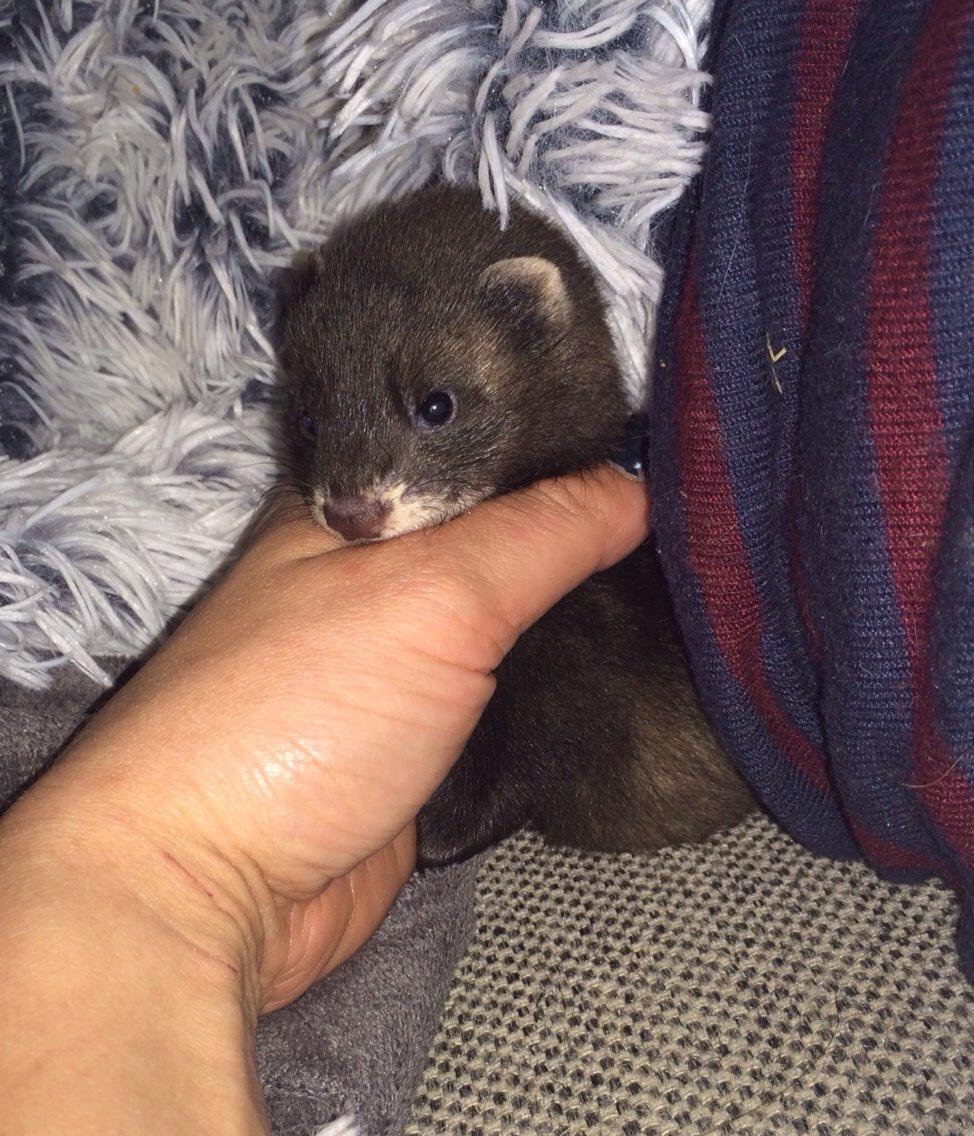 Ilder Lyon Ferretry's Europae Ictis billede 4