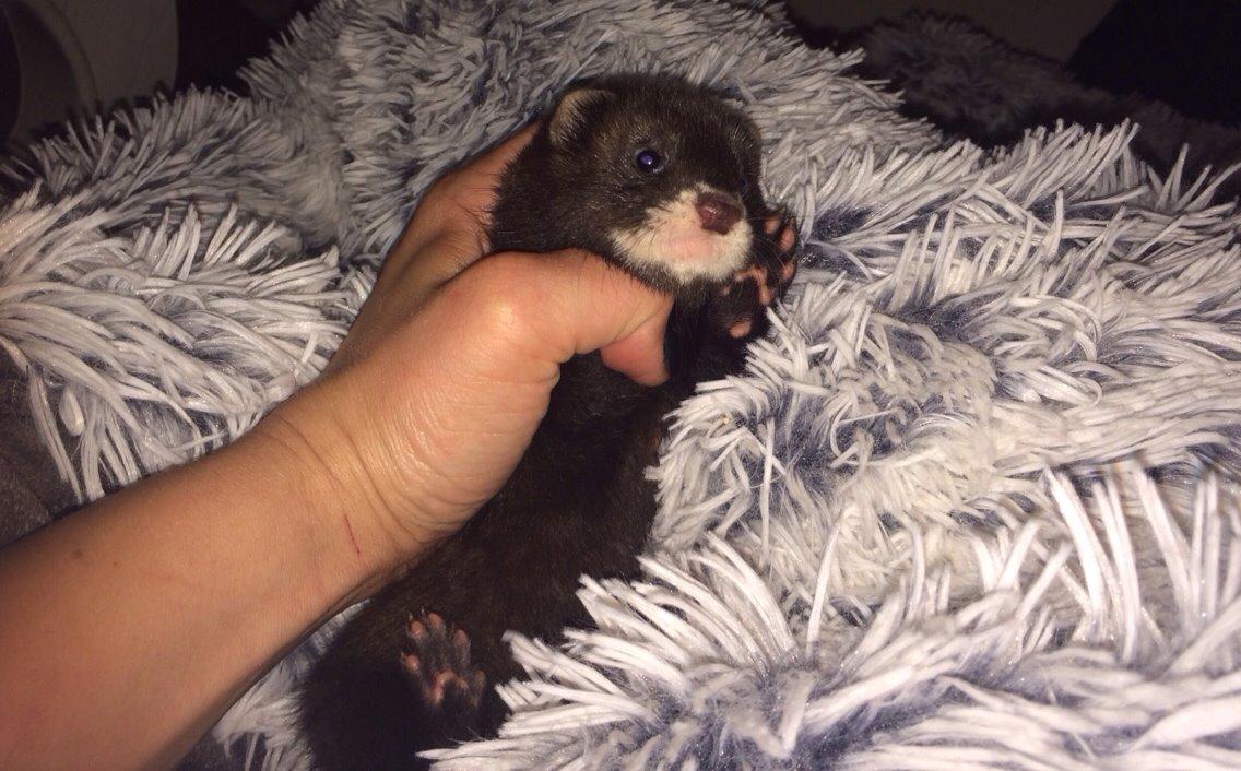 Ilder Lyon Ferretry's Europae Ictis billede 5