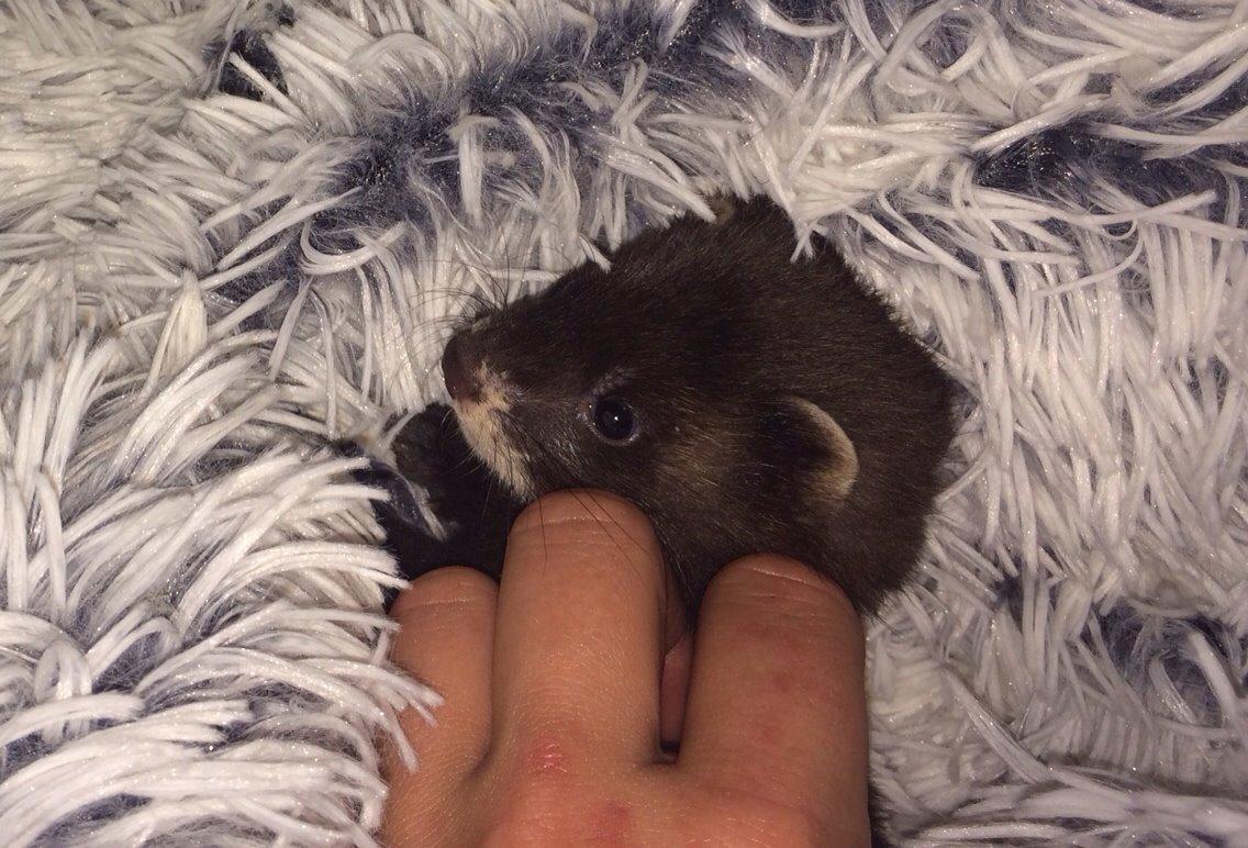 Ilder Lyon Ferretry's Europae Ictis billede 6