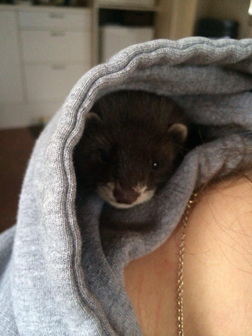 Ilder Lyon Ferretry's Europae Ictis billede 8