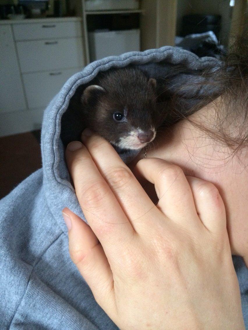 Ilder Lyon Ferretry's Europae Ictis billede 11