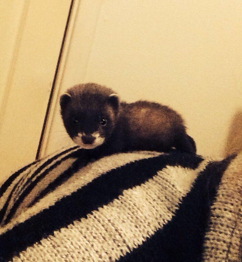 Ilder Lyon Ferretry's Europae Ictis billede 14