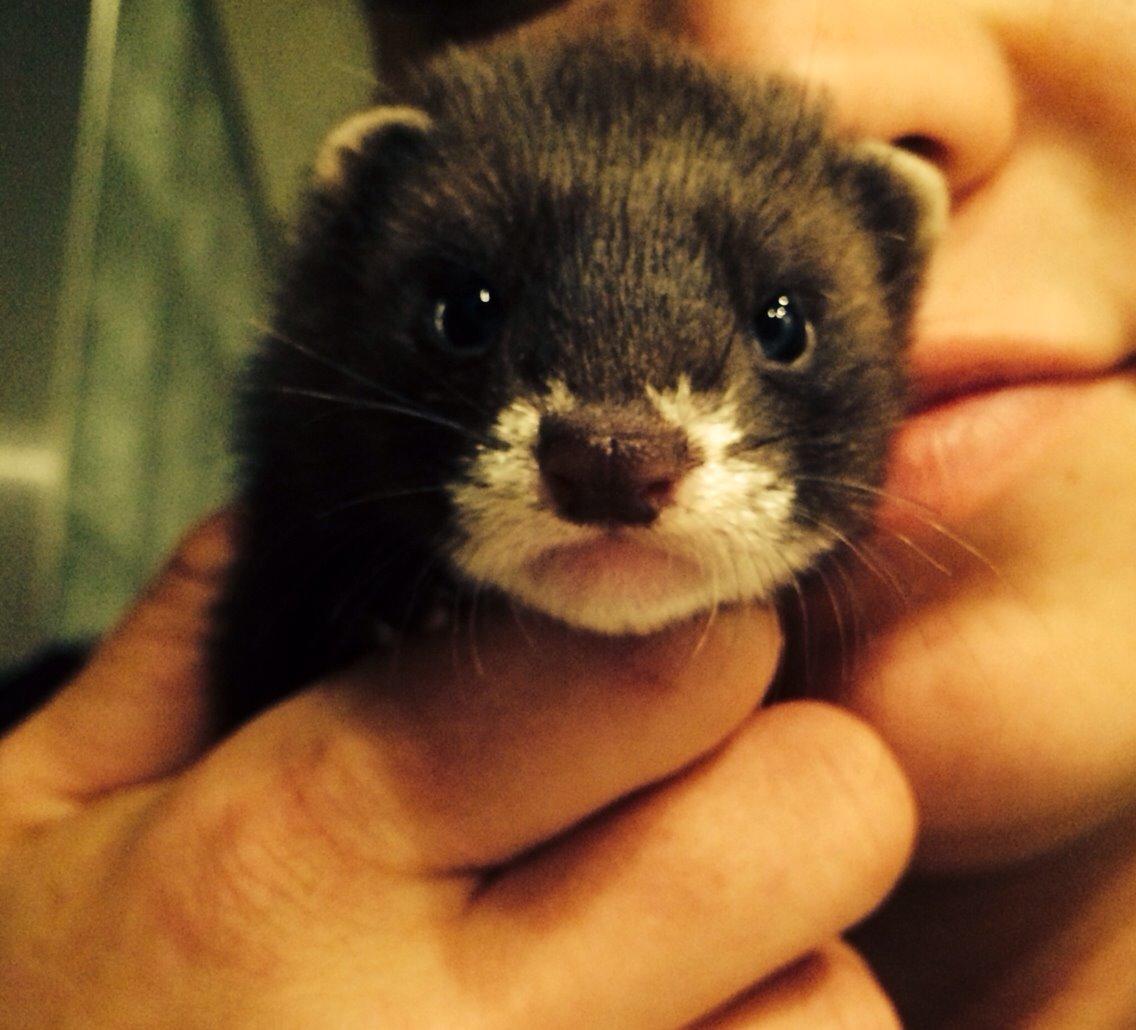 Ilder Lyon Ferretry's Europae Ictis billede 15