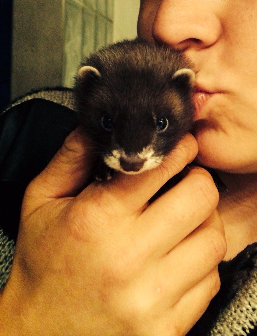 Ilder Lyon Ferretry's Europae Ictis billede 16