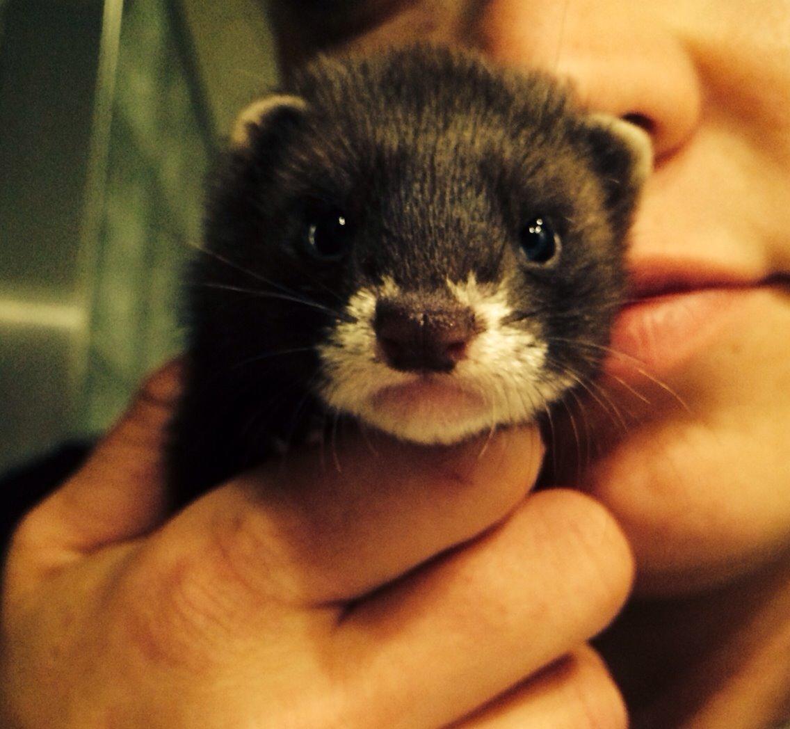 Ilder Lyon Ferretry's Europae Ictis billede 17