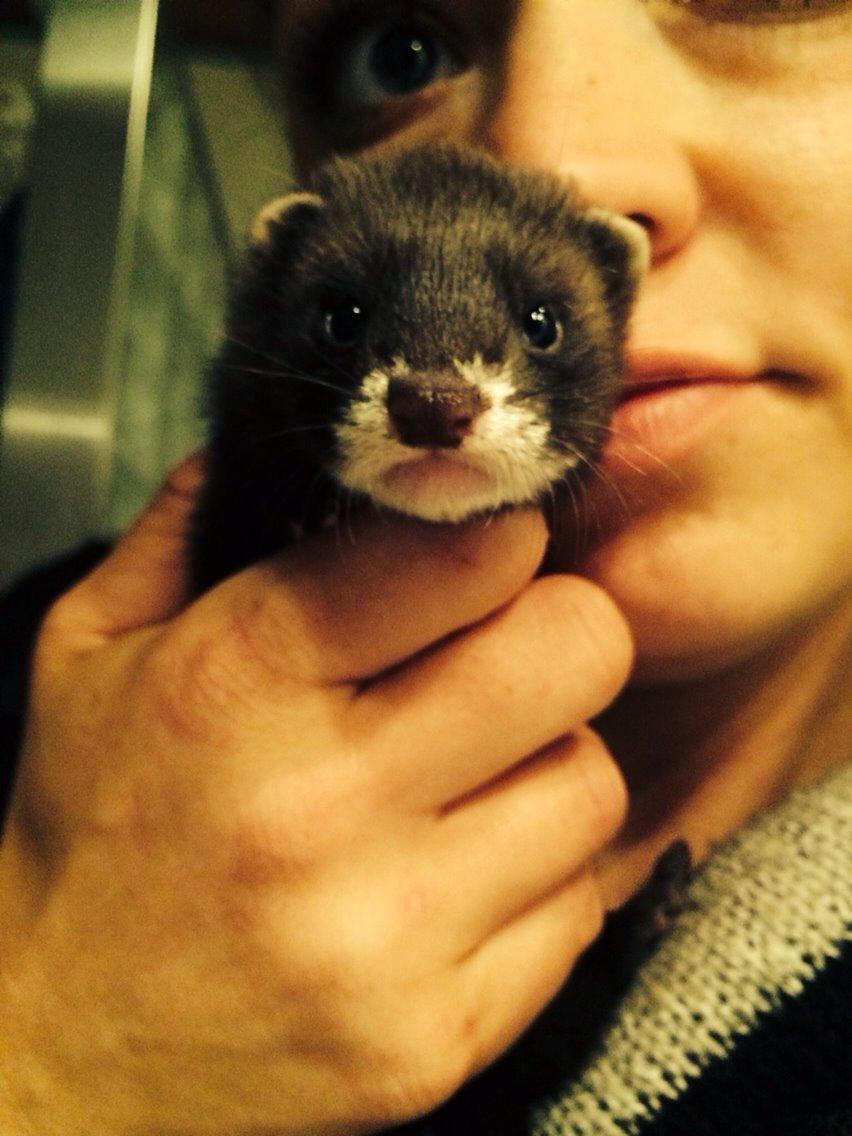 Ilder Lyon Ferretry's Europae Ictis billede 18