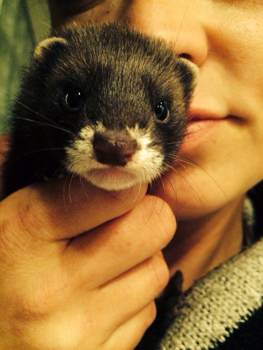 Ilder Lyon Ferretry's Europae Ictis billede 19