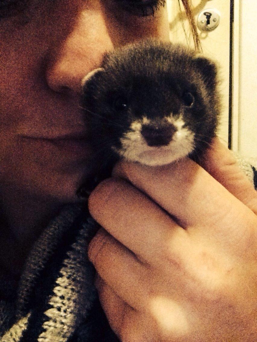 Ilder Lyon Ferretry's Europae Ictis billede 20