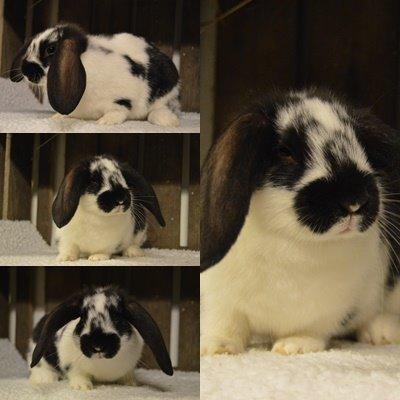 Kanin Vimse aka. "Nullerungen" - godt 7 uger gammel billede 21