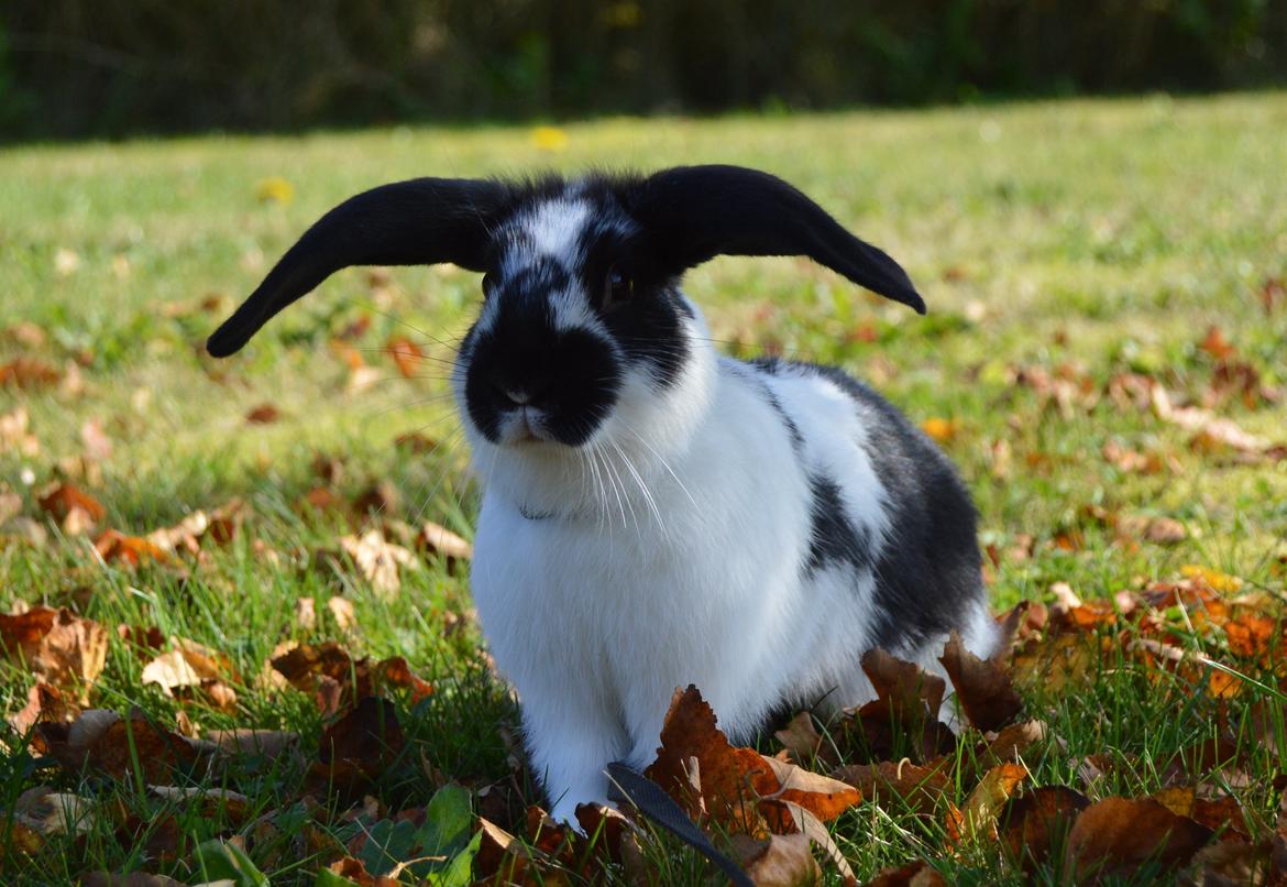 Kanin Vimse aka. "Nullerungen" - 2 måneder gammel billede 14