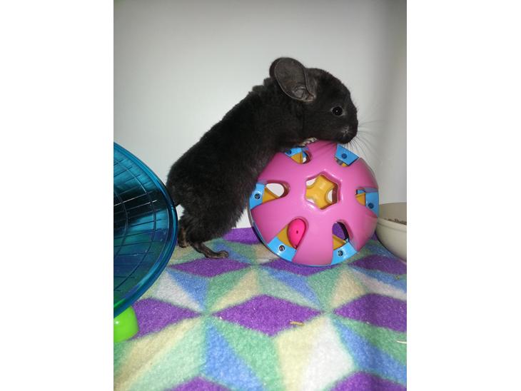 {{currentPhoto.altText}} billede {{currentPhoto.number}}