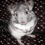 Chinchilla Gustav