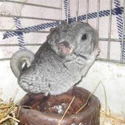 Chinchilla Gustav