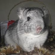 Chinchilla Gustav