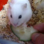 Dværghamster Tutter