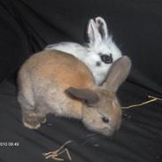 Kanin Sally og Danni Weber