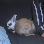 Kanin Sally og Danni Weber