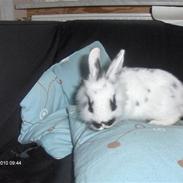 Kanin Sally og Danni Weber