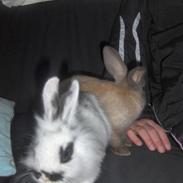 Kanin Sally og Danni Weber