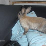 Kanin Sally og Danni Weber