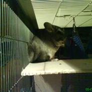 Chinchilla Freja