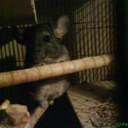Chinchilla Freja