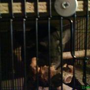 Chinchilla Freja