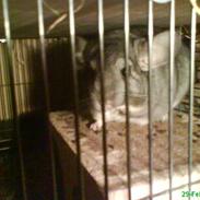 Chinchilla Freja