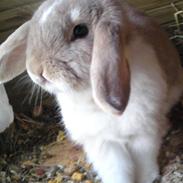 Kanin Bodil  *Min bedste ven*