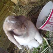 Kanin Bodil  *Min bedste ven*