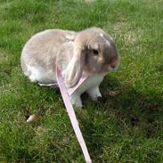 Kanin Bodil  *Min bedste ven*