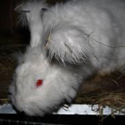 Kanin Pyrus/ Sneboldt