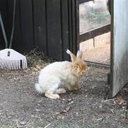 Kanin Pyrus/ Sneboldt