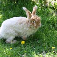 Kanin Pyrus/ Sneboldt