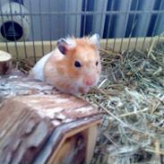 Hamster | Bom Bom <3 