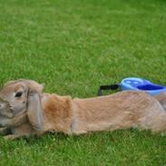 Kanin Turbokaninen Aka Medina