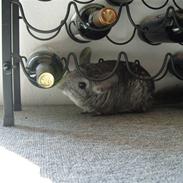 Chinchilla chilla (givet væk alagi)