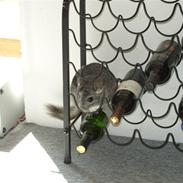 Chinchilla chilla (givet væk alagi)