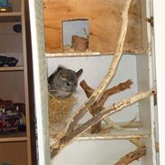 Chinchilla chilla (givet væk alagi)