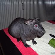 Marsvin Pivdyrs Black Velvet