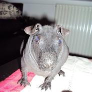 Marsvin Pivdyrs Black Velvet