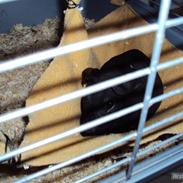 Marsvin Pivdyrs Black Velvet