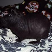 Marsvin Pivdyrs Black Velvet