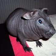 Marsvin Pivdyrs Black Velvet