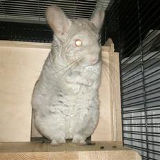 Chinchilla Aida 