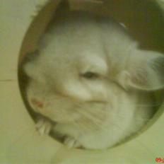 Chinchilla Aida 