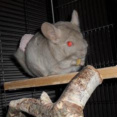 Chinchilla Aida 
