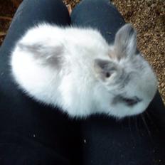 Kanin Silke*RIP*